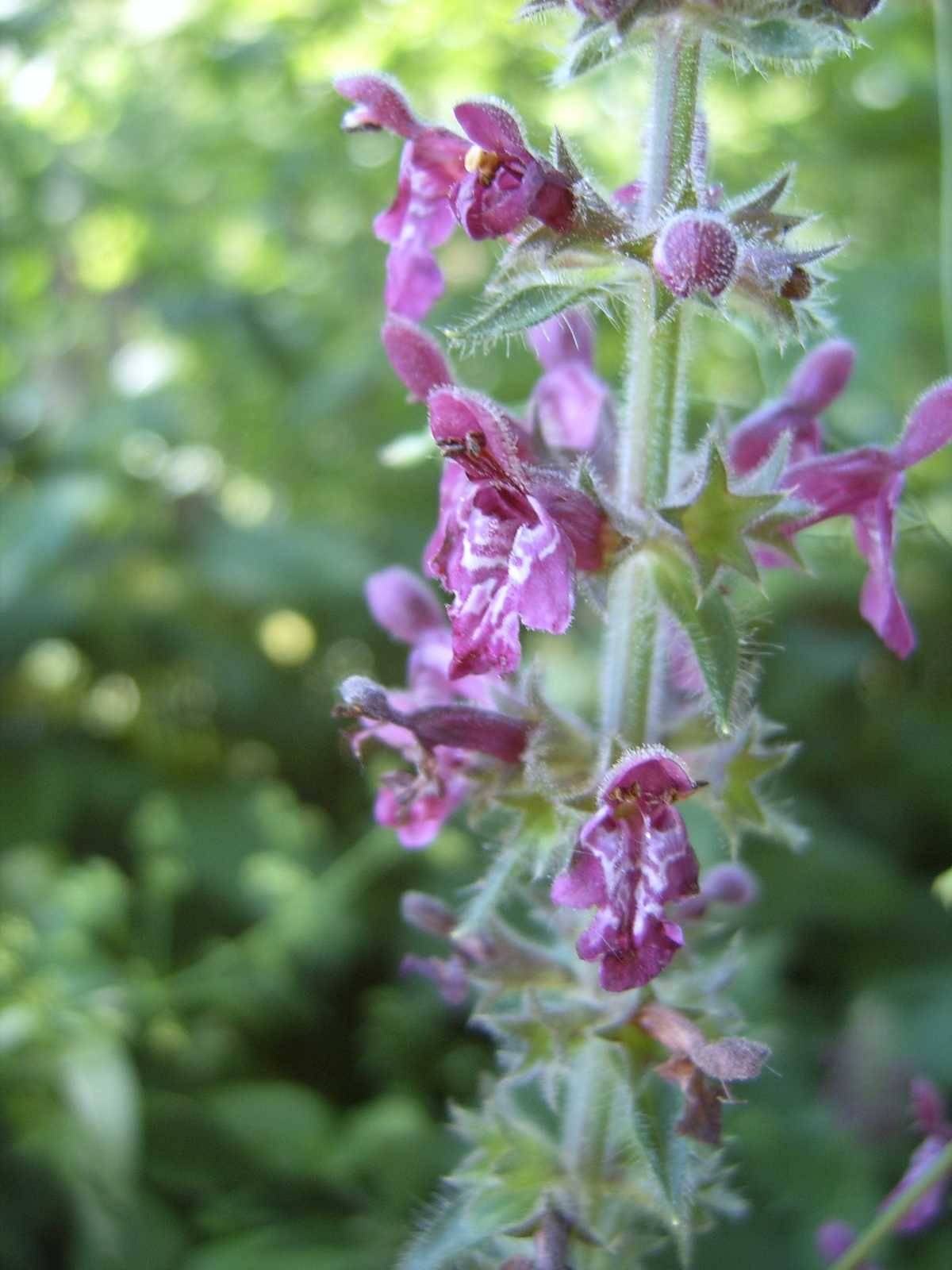 from Slovenia with love 3 - Stachys sylvatica